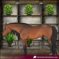 Horse Color:Brown 