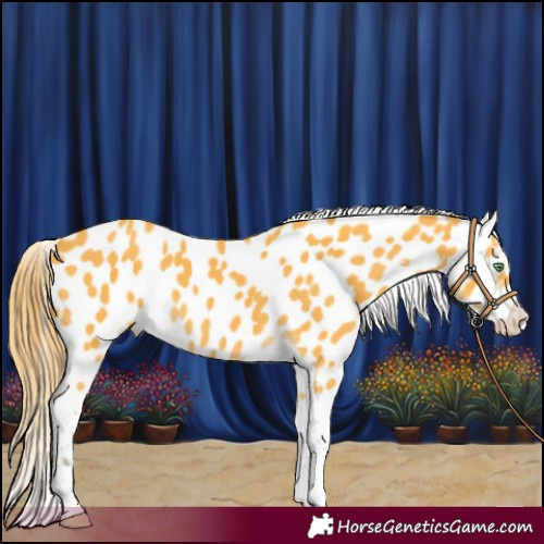 Horse Color:Amber Cream Champagne Appaloosa 