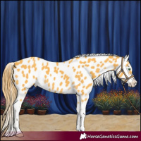 Horse Color:Amber Cream Champagne Appaloosa 