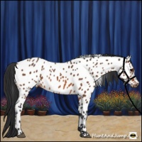 Horse Color:Bay Appaloosa
