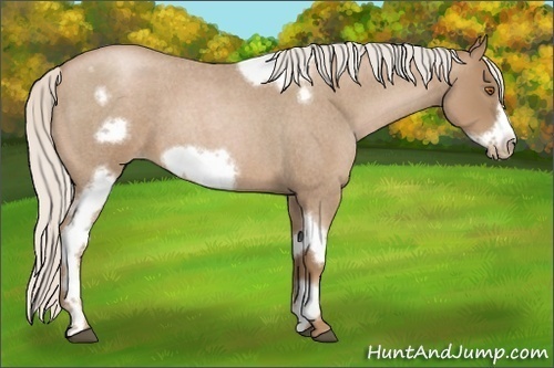 Horse Color:Silver Blue Roan Pearl Tobiano Frame 