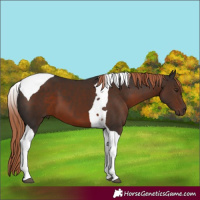 Horse Color:Liver Chestnut Tobiano 