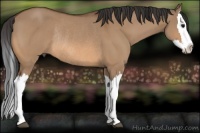 Horse Color:Bay Dun Splash Rabicano