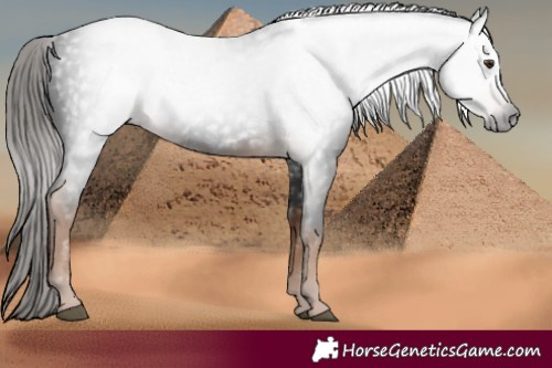 Horse Color:Gray Liver Chestnut