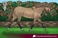 Horse Color:Gray Liver Red Dun 