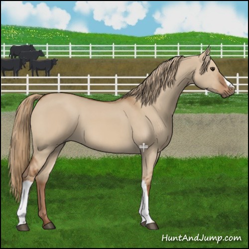 Horse Color:Red Dun