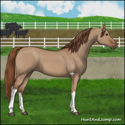 Horse Color:Red Dun