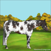 Horse Color:White Spotted Brown