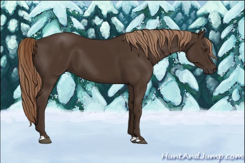 Horse Color:Liver Chestnut 