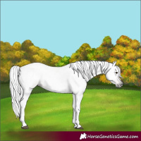 Horse Color:Gray Chestnut 
