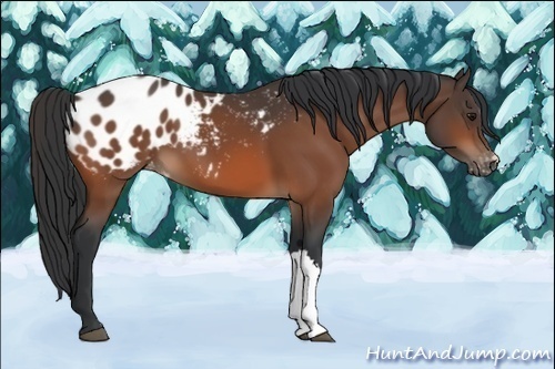Horse Color:Bay Appaloosa 