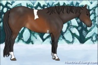 Horse Color:Buckskin Tobiano