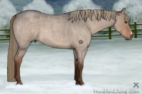 Horse Color:Liver Red Dun Roan 