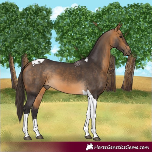 Horse Color:Buckskin Tobiano 