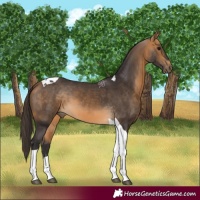 Horse Color:Buckskin Tobiano 