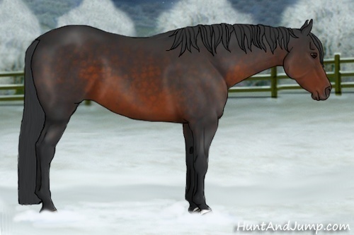 Horse Color:Brown 