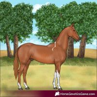 Horse Color:Chestnut Tobiano 