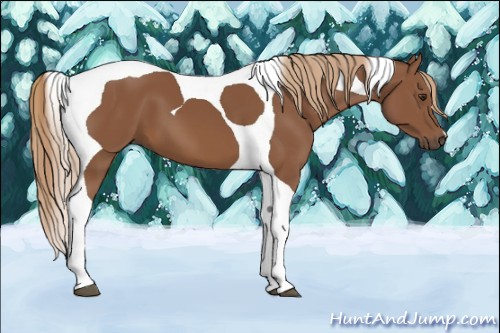 Horse Color:Chestnut Tobiano