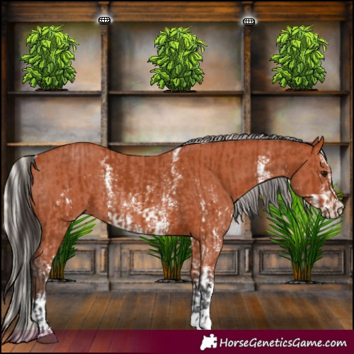 Horse Color:Bay Sabino Rabicano  and Silver Bay Sabino Rabicano 