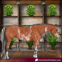 Horse Color:Bay Sabino Rabicano  and Silver Bay Sabino Rabicano 