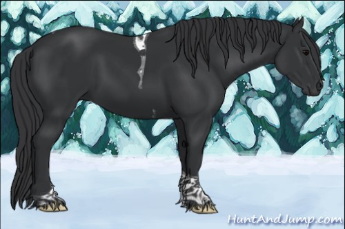 Horse Color:Black Tobiano