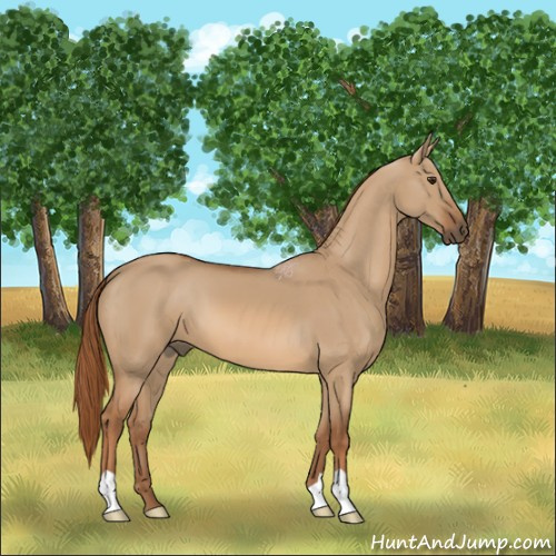 Horse Color:Red Dun 