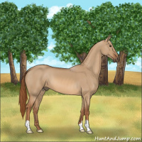 Horse Color:Red Dun