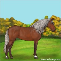 Horse Color:Silver Bay 
