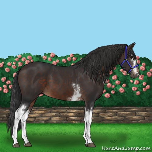 Horse Color:White Spotted Brown