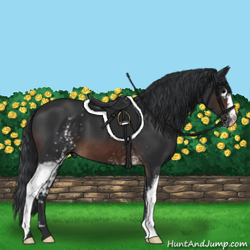 Horse Color:White Spotted Brown 