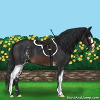Horse Color:White Spotted Brown 