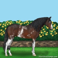 Horse Color:White Spotted Bay 