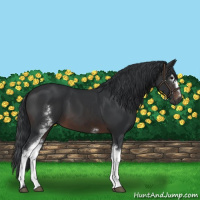 Horse Color:White Spotted Brown 