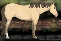 Horse Color:Amber Cream Champagne Rabicano 