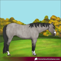 Horse Color:Grullo Roan Rabicano 