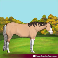 Horse Color:Bay Dun Splash