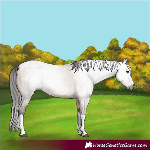 Horse Color:Gray Bay Dun Tobiano Rabicano