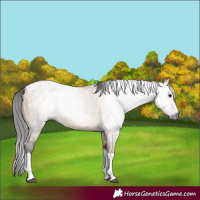 Horse Color:Gray Bay Dun Tobiano Rabicano 