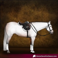 Horse Color:Gray Bay 