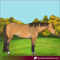 Horse Color:Buckskin 