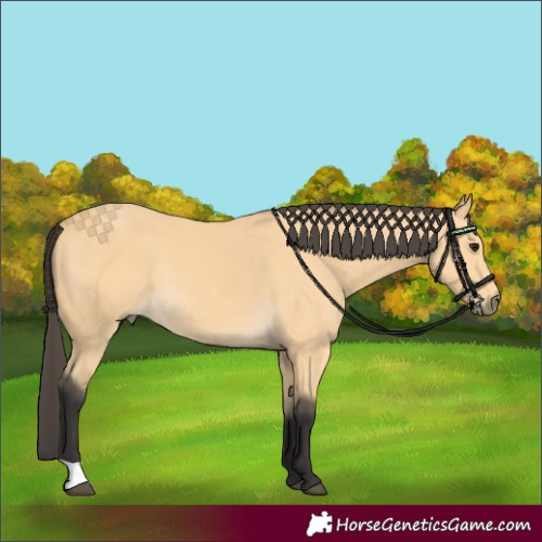 Horse Color:Buckskin Rabicano