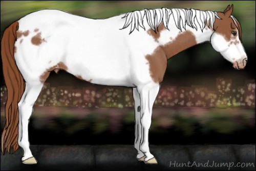 Horse Color:Red Roan Tobiano Frame Appaloosa 