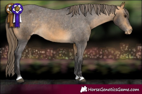Horse Color:Buckskin Appaloosa 