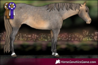 Horse Color:Buckskin Appaloosa 