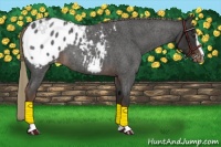 Horse Color:Liver Red Roan Sabino Appaloosa 
