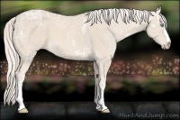 Horse Color:Cremello Ice