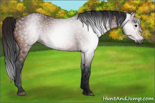 Horse Color:Gray Bay 