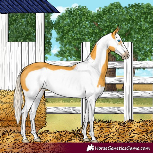 Horse Color:Palomino Splash Frame Rabicano 