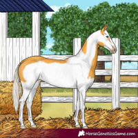 Horse Color:Palomino Splash Frame Rabicano 