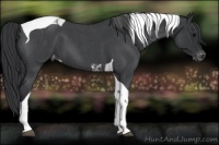 Horse Color:Blue Roan Tobiano Varnish